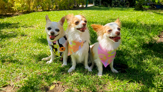 Chihuahuas con bandanas