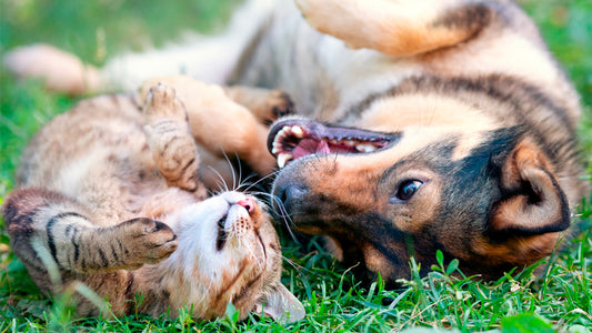 Perros y Gatos Felices