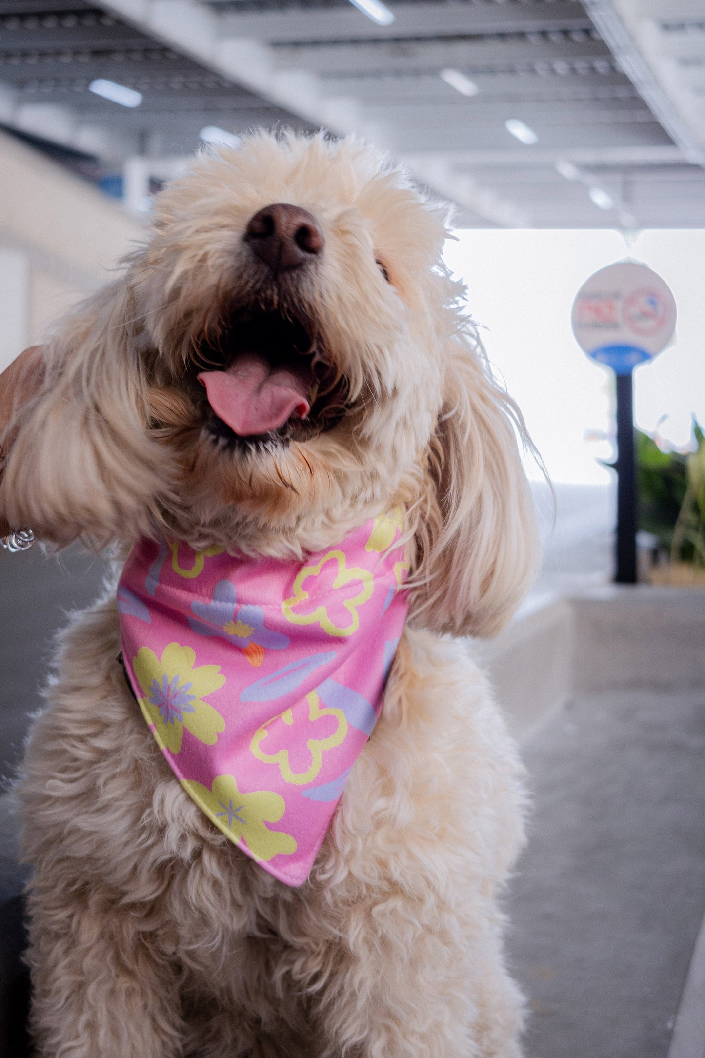 Bandana Periwinkle Rosa